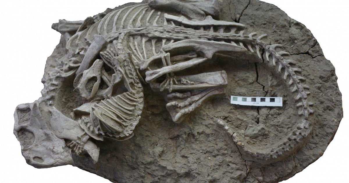 The struggle between a dinosaur and a mammal has been immortalized in an extraordinary fossil