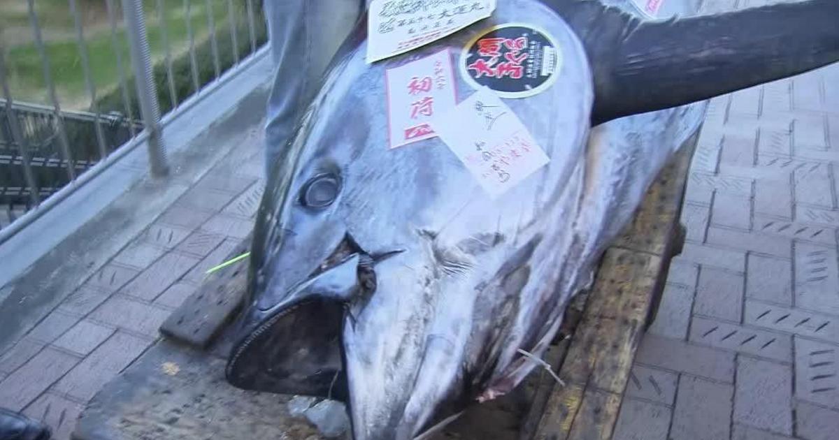 A tuna is sold for over 700 thousand euros at a New Year’s auction in Japan