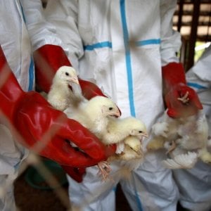 Avian flu alert, the virus could pass from human to human