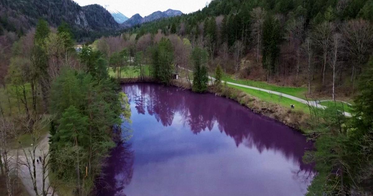 A lake in Germany has turned purple, tourists queuing to photograph the “scientific phenomenon”